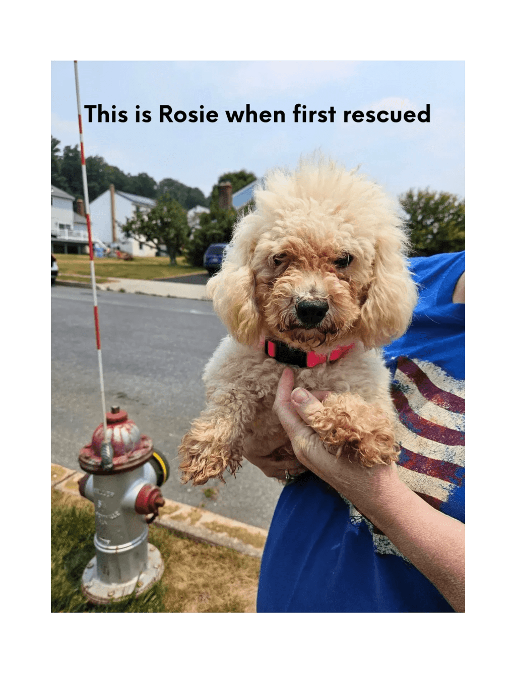 rosie when first rescued
